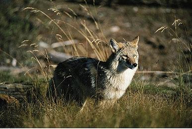 制作人解释《歧路旅人》首作为何不登陆PS平台
